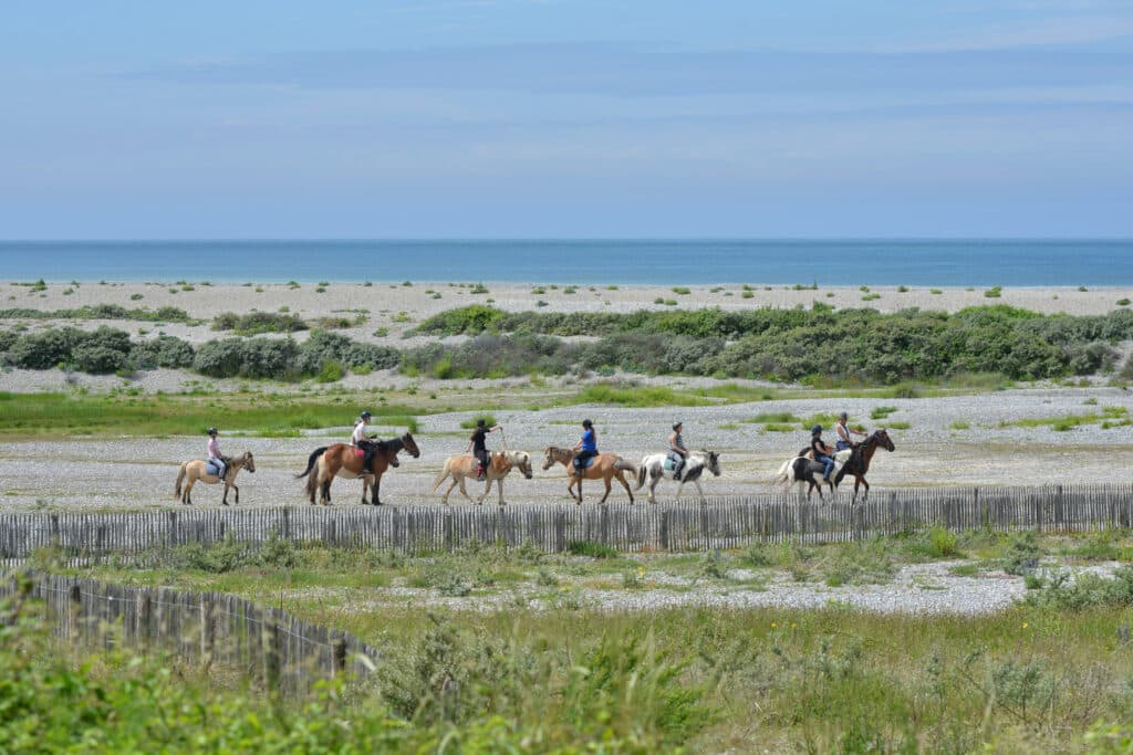 NB0616Groupechevaux_3050