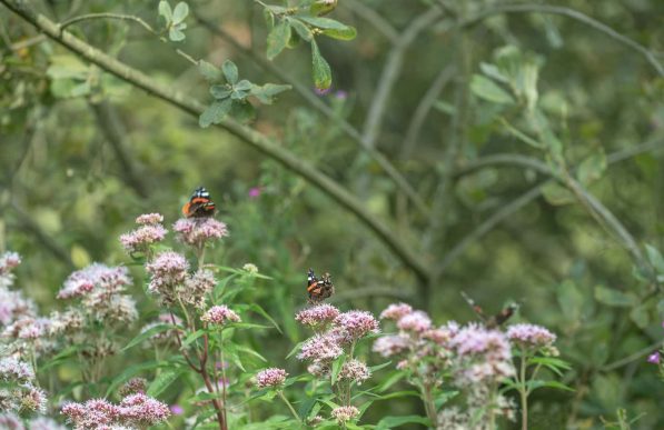 espace naturel Baie de Somme 4